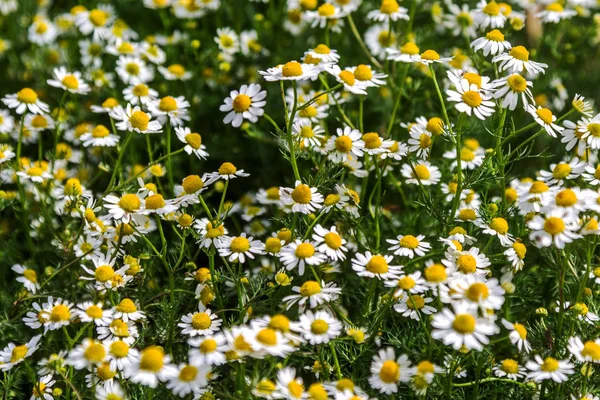 Beautiful Floral Background Wild Flowers Chamomile Medicinal Green Meadow Beautiful — Stock Photo, Image