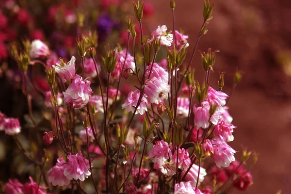 Hermoso Fondo Floral Flores Silvestres Medicinales Prado Verde Con Hermoso — Foto de Stock