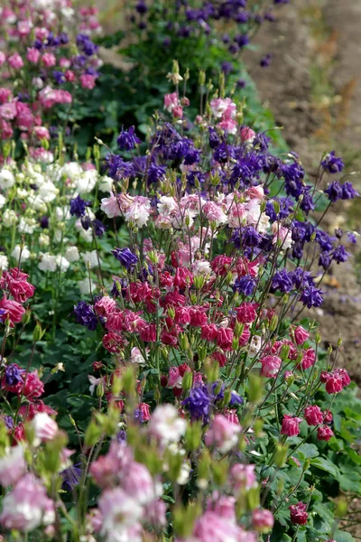 Beautiful Floral Background Wild Flowers Medicinal Green Meadow Beautiful Light — Stock Photo, Image