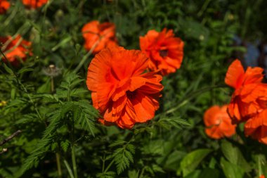 Kırmızıgelincikler yabani tarlada çiçek açar. Seçici odaklı güzel kırmızı gelincikler. yumuşak ışık. Doğal ilaçlar. Kırmızı gelincikler. Yalnız gelincik. Yumuşak odak bulanıklığı