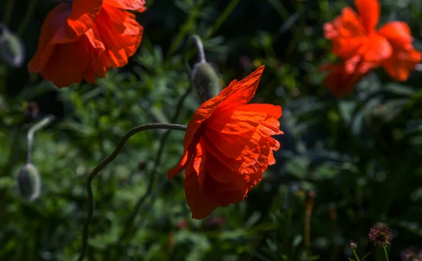 Flowers Red Poppies Blossom Wild Field Beautiful Field Red Poppies — Stock Photo, Image