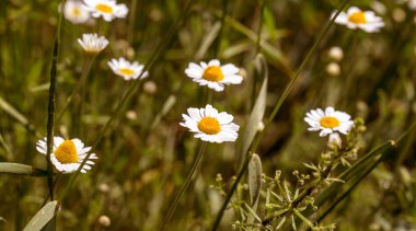 Çiçek. Papatya çayı. Çiçekli papatya tarlası, yazın çayır çiçekleri, seçici odak, bulanık. Güneşli bir günde çiçek açan papatyalarla güzel bir doğa sahnesi. Güzel çayır arkaplanı