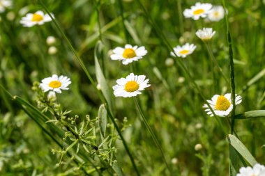 Çiçek. Papatya çayı. Çiçekli papatya tarlası, yazın çayır çiçekleri, seçici odak, bulanık. Güneşli bir günde çiçek açan papatyalarla güzel bir doğa sahnesi. Güzel çayır arkaplanı