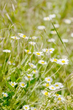 Çiçek. Papatya çayı. Çiçekli papatya tarlası, yazın çayır çiçekleri, seçici odak, bulanık. Güneşli bir günde çiçek açan papatyalarla güzel bir doğa sahnesi. Güzel çayır arkaplanı