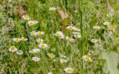 Çiçek. Papatya çayı. Çiçekli papatya tarlası, yazın çayır çiçekleri, seçici odak, bulanık. Güneşli bir günde çiçek açan papatyalarla güzel bir doğa sahnesi. Güzel çayır arkaplanı