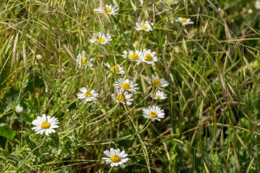 Çiçek. Papatya çayı. Çiçekli papatya tarlası, yazın çayır çiçekleri, seçici odak, bulanık. Güneşli bir günde çiçek açan papatyalarla güzel bir doğa sahnesi. Güzel çayır arkaplanı