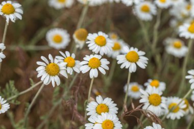 Çiçek. Papatya çayı. Çiçekli papatya tarlası, yazın çayır çiçekleri, seçici odak, bulanık. Güneşli bir günde çiçek açan papatyalarla güzel bir doğa sahnesi. Güzel çayır arkaplanı