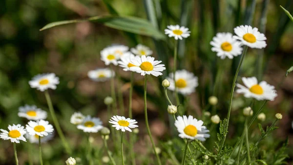 Bloom Chamomile Blooming Chamomile Field Chamomile Flowers Meadow Summer Selective — Stock Photo, Image