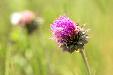 Vahşi pembe devedikeni çiçekleri (bitkisel ilaç Silybum marianum, süt devedikeni, Cardus marianus, Akdeniz süt cardus marianus). Çiçek mavi-mor arka plan. Pembe dikenli çiçek. Close. Doğa