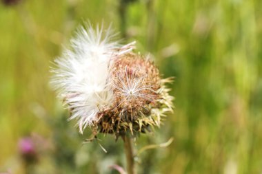Vahşi pembe devedikeni çiçekleri (bitkisel ilaç Silybum marianum, süt devedikeni, Cardus marianus, Akdeniz süt cardus marianus). Çiçek mavi-mor arka plan. Pembe dikenli çiçek. Close. Doğa