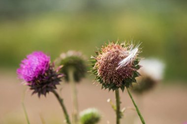 Vahşi pembe devedikeni çiçekleri (bitkisel ilaç Silybum marianum, süt devedikeni, Cardus marianus, Akdeniz süt cardus marianus). Çiçek mavi-mor arka plan. Pembe dikenli çiçek. Close. Doğa