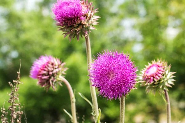 Flores Cardo Rosa Estado Selvagem Fitoterapia Silybum Marianum Cardo Leite — Fotografia de Stock