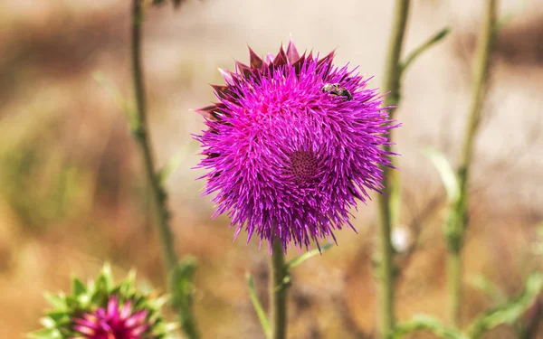 Flores Cardo Rosa Estado Selvagem Fitoterapia Silybum Marianum Cardo Leite — Fotografia de Stock