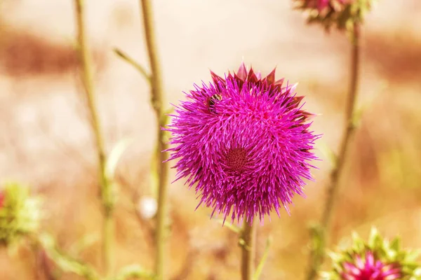 Flores Cardo Rosa Estado Selvagem Fitoterapia Silybum Marianum Cardo Leite — Fotografia de Stock