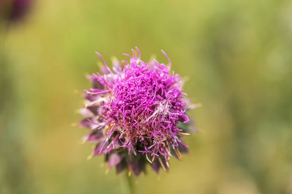 Рожеві Квіти Чортополох Дикій Природі Трав Яний Медицині Силібум Маріум — стокове фото