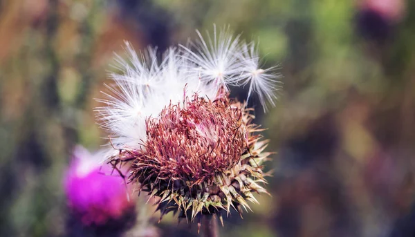 Rosa Distelblüten Wild Kräutermedizin Silybum Marianum Milchdistel Cardus Marianus Mediterrane — Stockfoto