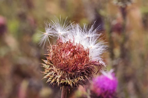 野生のピンクアザミの花 漢性薬シリバムマリアナム ミルクアザミ カルダスマリアヌス 地中海ミルクカルダスマリアヌス 花の青紫色の背景 ピンクのスピニーフラワー クローズ アップ — ストック写真