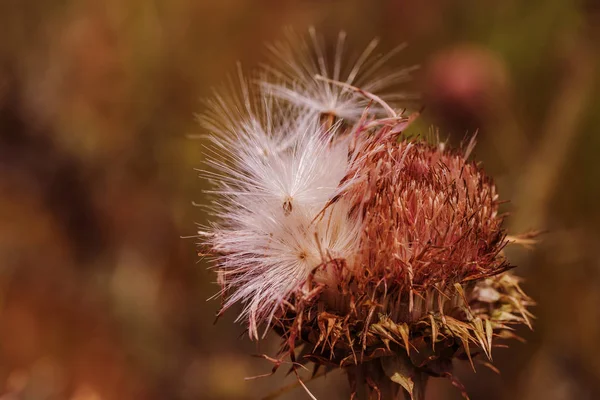 Pink Thistle Flowers Wild Herbal Medicine Silybum Marianum Milk Thistle — Stock Photo, Image