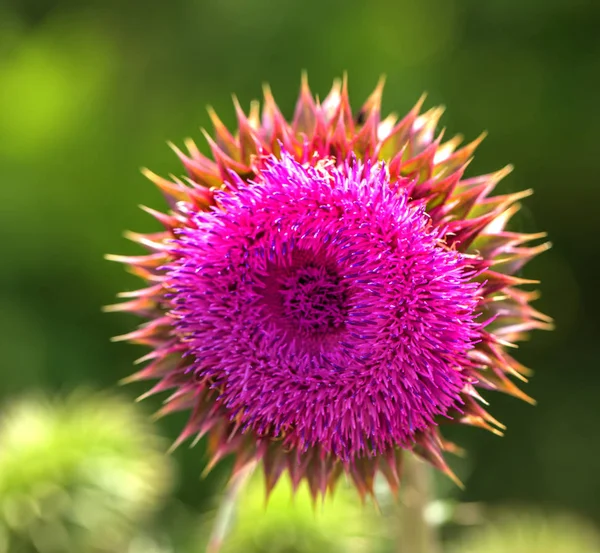 Rosa Distelblüten Wild Kräutermedizin Silybum Marianum Milchdistel Cardus Marianus Mediterrane — Stockfoto