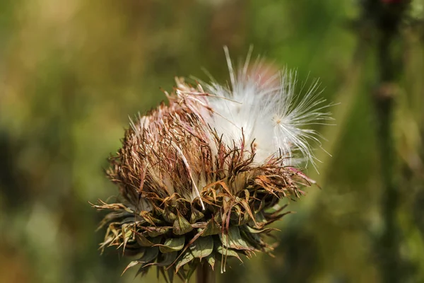 Fiori Cardo Rosa Natura Fitoterapia Silybum Marianum Cardo Mariano Cardus — Foto Stock