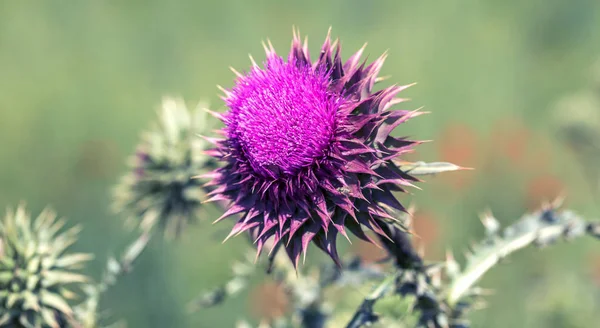 Flores Cardo Rosado Estado Silvestre Medicina Base Hierbas Silybum Marianum — Foto de Stock