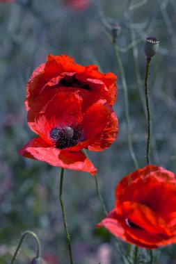 Çiçekler Kırmızı haşhaş vahşi alanda çiçek. Seçici odak, yumuşak ışık ile güzel alan kırmızı haşhaş. Doğal İlaçlar - Afyon Haşhaş. Kırmızı kır çiçekleri Glade