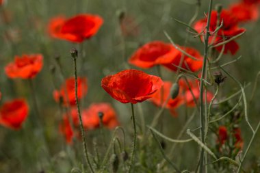 Çiçekler Kırmızı haşhaş vahşi alanda çiçek. Seçici odak, yumuşak ışık ile güzel alan kırmızı haşhaş. Doğal İlaçlar - Afyon Haşhaş. Kırmızı kır çiçekleri Glade