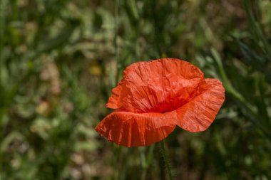 Çiçekler Kırmızı haşhaş vahşi alanda çiçek. Seçici odak, yumuşak ışık ile güzel alan kırmızı haşhaş. Doğal İlaçlar - Afyon Haşhaş. Kırmızı kır çiçekleri Glade