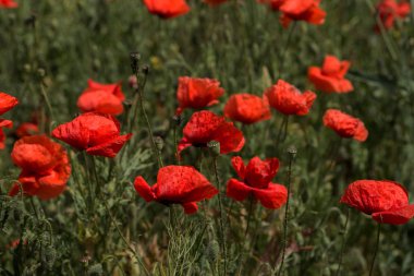 Çiçekler Kırmızı haşhaş vahşi alanda çiçek. Seçici odak, yumuşak ışık ile güzel alan kırmızı haşhaş. Doğal İlaçlar - Afyon Haşhaş. Kırmızı kır çiçekleri Glade