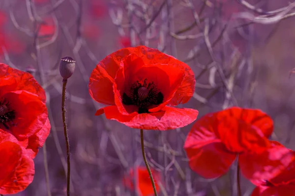 Blommor Röda Vallmo Blommar Det Vilda Fältet Vackra Fält Röda — Stockfoto