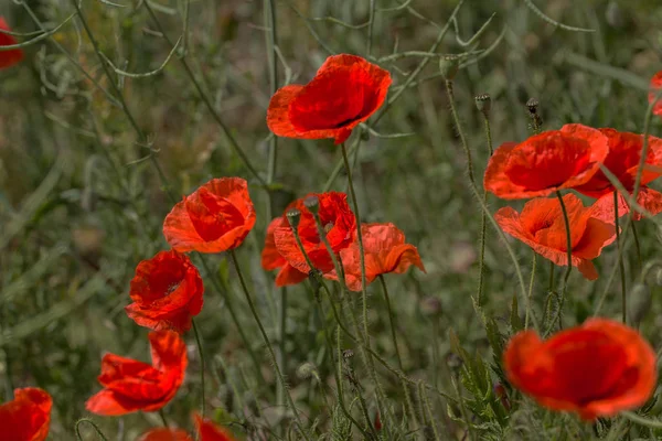 Fiori Papaveri Rossi Fioriscono Nel Campo Selvatico Bellissimi Papaveri Rossi — Foto Stock