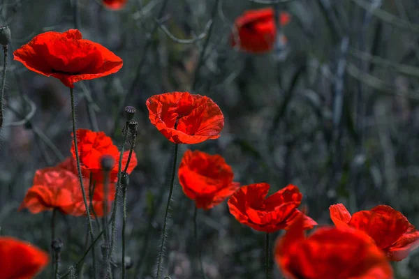 Fiori Papaveri Rossi Fioriscono Nel Campo Selvatico Bellissimi Papaveri Rossi — Foto Stock