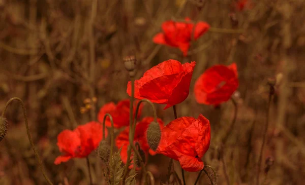 野生の野原に赤いポピーが咲く花 選択的な焦点 柔らかい光を持つ美しいフィールド赤いポピー 天然薬 アヘンポピー 赤い野生の花のグレード — ストック写真