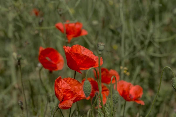 Fleurs Les Coquelicots Rouges Fleurissent Dans Les Champs Sauvages Beau — Photo