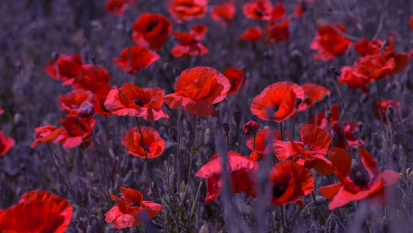 Fleurs Les Coquelicots Rouges Fleurissent Dans Les Champs Sauvages Beau — Photo