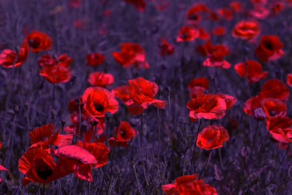 Цветы Красные Маки Цветут Диком Поле Поле Красное Выборочным Фокусом — стоковое фото