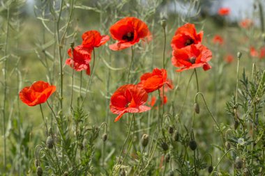 Çiçekler Kırmızı haşhaş vahşi alanda çiçek. Seçici odak, yumuşak ışık ile güzel alan kırmızı haşhaş. Doğal İlaçlar - Afyon Haşhaş. Kırmızı kır çiçekleri Glade