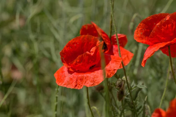 Bloemen Rode Papavers Bloeien Het Wildveld Mooie Veld Rode Papavers — Stockfoto