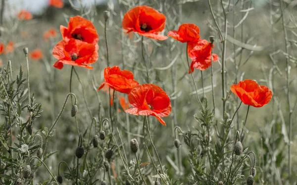 Flowers Red Poppies Bloom Wild Field Beautiful Field Red Poppies — Stock Photo, Image