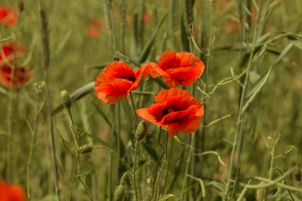 Flowers Red Poppies Bloom Wild Field Beautiful Field Red Poppies — Stock Photo, Image