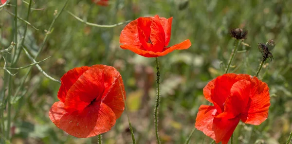 Fiori Papaveri Rossi Fioriscono Nel Campo Selvatico Bellissimi Papaveri Rossi — Foto Stock