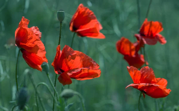 Flowers Red Poppies Bloom Wild Field Beautiful Field Red Poppies — Stock Photo, Image