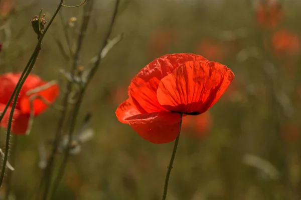 Flowers Red Poppies Bloom Wild Field Beautiful Field Red Poppies — Stock Photo, Image