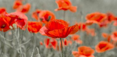 Çiçekler Kırmızı haşhaş vahşi alanda çiçek. Seçici odak, yumuşak ışık ile güzel alan kırmızı haşhaş. Doğal İlaçlar - Afyon Haşhaş. Kırmızı kır çiçekleri Glade