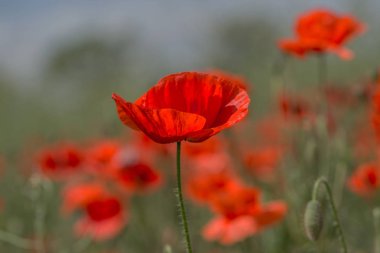 Çiçekler Kırmızı haşhaş vahşi alanda çiçek. Seçici odak, yumuşak ışık ile güzel alan kırmızı haşhaş. Doğal İlaçlar - Afyon Haşhaş. Kırmızı kır çiçekleri Glade