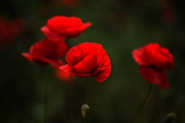 Çiçekler Kırmızı haşhaş vahşi alanda çiçek. Seçici odak, yumuşak ışık ile güzel alan kırmızı haşhaş. Doğal İlaçlar - Afyon Haşhaş. Kırmızı kır çiçekleri Glade