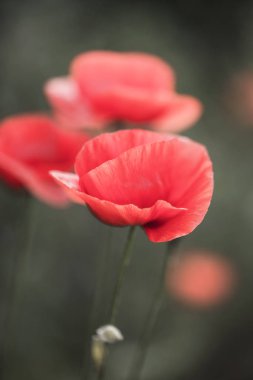 Çiçekler Kırmızı haşhaş vahşi alanda çiçek. Seçici odak, yumuşak ışık ile güzel alan kırmızı haşhaş. Doğal İlaçlar - Afyon Haşhaş. Kırmızı kır çiçekleri Glade