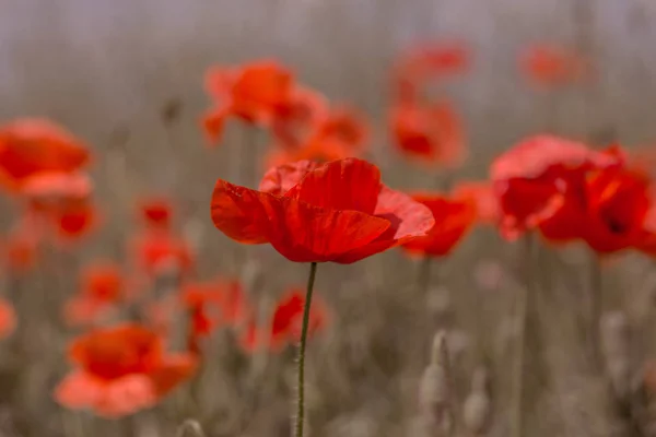 Çiçekler Kırmızı Haşhaş Vahşi Alanda Çiçek Seçici Odak Yumuşak Işık — Stok fotoğraf
