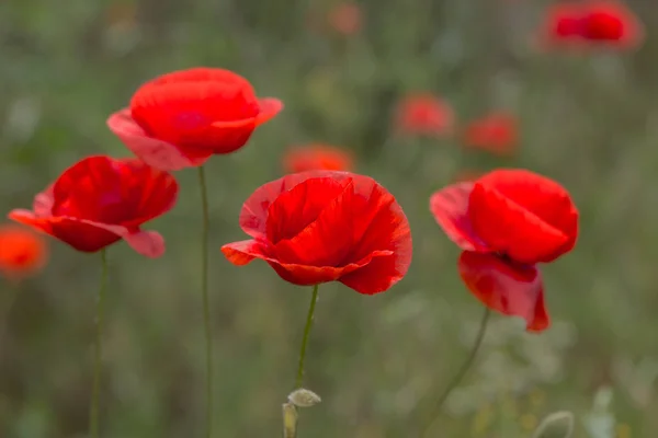Virágok Piros Pipacsok Virágzik Vadon Élő Területen Szép Területen Piros — Stock Fotó