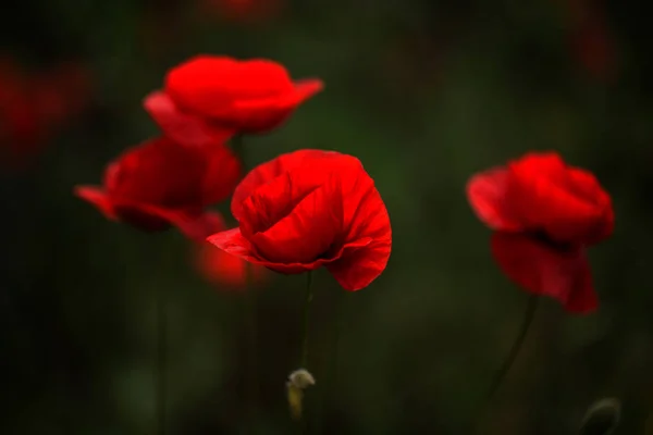 Blüht Roter Mohn Wilden Feld Schöne Feldrote Mohnblumen Mit Selektivem — Stockfoto